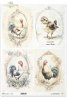 koguty, koguciki, wiejskie zwierzęta, wiosenne klimaty, rustykalny styl*roosters, cockerels, country animals, spring breeding, rustic style*Hähne, Tiere auf dem Lande, Frühjahrsaufzucht, rustikaler Stil*gallos, gallitos, animales de campo, cría primaveral
